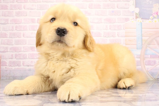 京都府のゴールデンレトリバー (Coo&RIKU舞鶴店/2026年6月17日生まれ/男の子/ゴールデン)の子犬の3枚目の画像