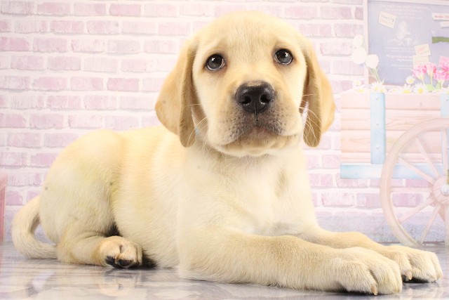 京都府のラブラドールレトリーバー (Coo&RIKU舞鶴店/2026年6月11日生まれ/男の子/イエロー)の子犬の1枚目の画像