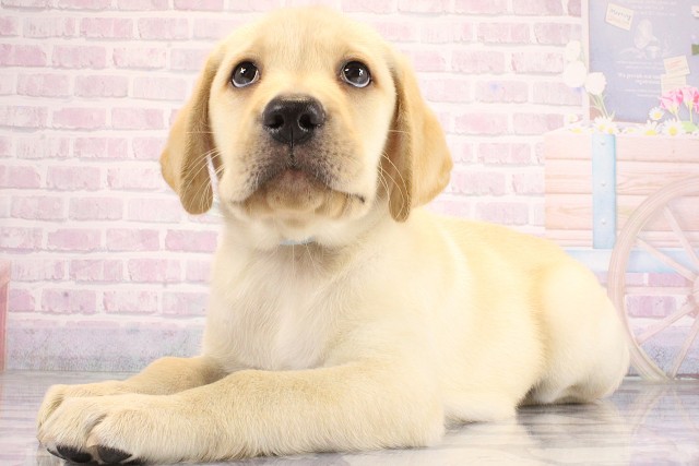 京都府のラブラドールレトリーバー (Coo&RIKU舞鶴店/2026年6月11日生まれ/男の子/イエロー)の子犬の2枚目の画像