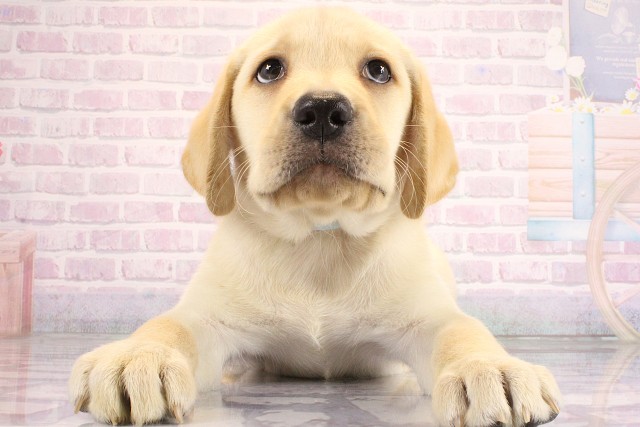 京都府のラブラドールレトリーバー (Coo&RIKU舞鶴店/2026年6月11日生まれ/男の子/イエロー)の子犬の3枚目の画像