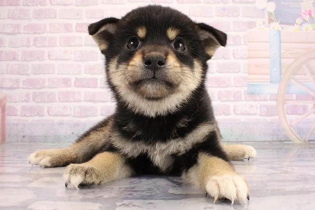 兵庫県の柴犬(標準サイズ) (Coo&RIKU明石店/2026年6月17日生まれ/男の子/黒)の子犬の1枚目の画像