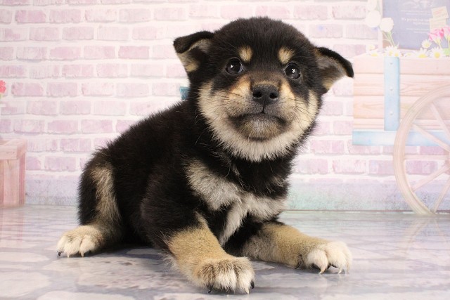 兵庫県の柴犬(標準サイズ) (Coo&RIKU明石店/2026年6月17日生まれ/男の子/黒)の子犬の2枚目の画像