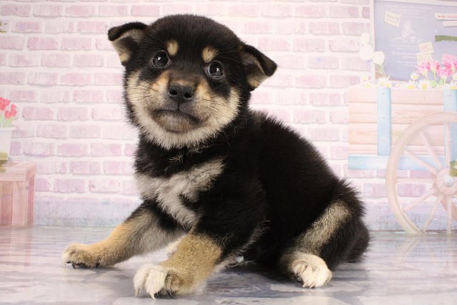 兵庫県の柴犬(標準サイズ) (Coo&RIKU明石店/2026年6月17日生まれ/男の子/黒)の子犬の3枚目の画像
