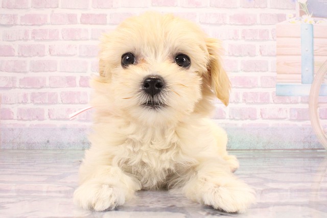兵庫県のハーフ犬・ミックス犬 (Coo&RIKU明石店/2026年6月15日生まれ/女の子/クリーム)の子犬の1枚目の画像