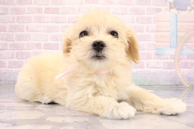 兵庫県のハーフ犬・ミックス犬 (Coo&RIKU明石店/2026年6月15日生まれ/女の子/クリーム)の子犬の2枚目の画像
