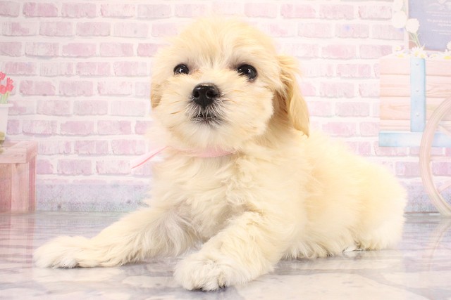 兵庫県のハーフ犬・ミックス犬 (Coo&RIKU明石店/2026年6月15日生まれ/女の子/クリーム)の子犬の3枚目の画像