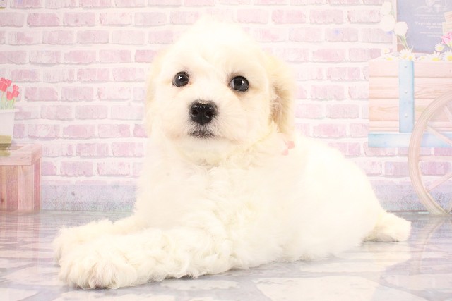 兵庫県のビションフリーゼ (Coo&RIKU明石店/2026年6月17日生まれ/女の子/ホワイト)の子犬の3枚目の画像