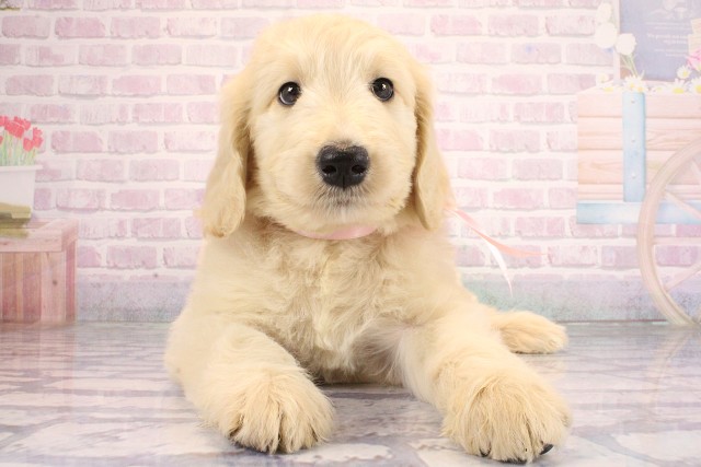 兵庫県のハーフ犬・ミックス犬 (Coo&RIKU明石店/2026年6月13日生まれ/女の子/ゴールデン)の子犬の1枚目の画像