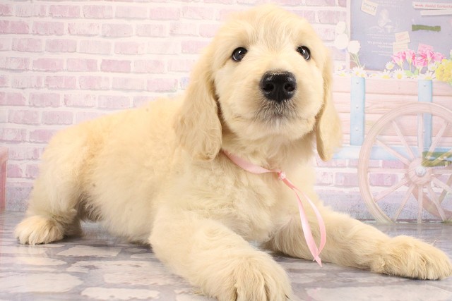 兵庫県のハーフ犬・ミックス犬 (Coo&RIKU明石店/2026年6月13日生まれ/女の子/ゴールデン)の子犬の2枚目の画像