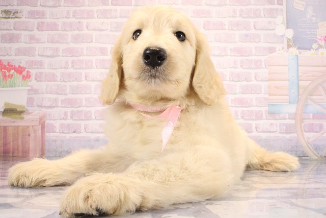 兵庫県のハーフ犬・ミックス犬 (Coo&RIKU明石店/2026年6月13日生まれ/女の子/ゴールデン)の子犬の3枚目の画像