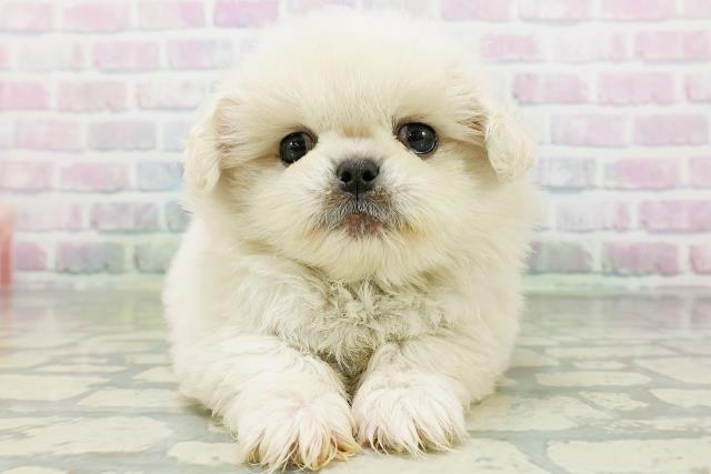 栃木県のペキニーズ (Coo&RIKU小山店/2026年6月17日生まれ/男の子/クリーム)の子犬の1枚目の画像