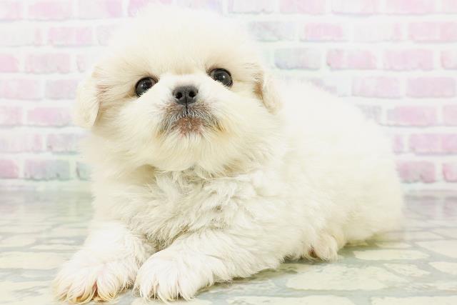栃木県のペキニーズ (Coo&RIKU小山店/2026年6月17日生まれ/男の子/クリーム)の子犬の2枚目の画像