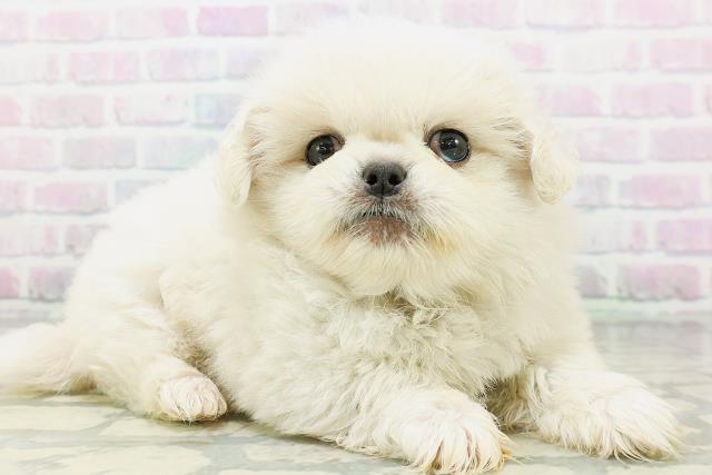栃木県のペキニーズ (Coo&RIKU小山店/2026年6月17日生まれ/男の子/クリーム)の子犬の3枚目の画像