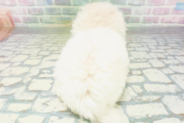 栃木県のペキニーズ (Coo&RIKU小山店/2026年6月17日生まれ/男の子/クリーム)の子犬の4枚目の画像