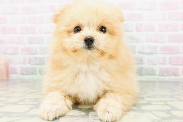 東京都のハーフ犬・ミックス犬 (Coo&RIKU中野サンモール店/2026年6月15日生まれ/女の子/アプリコット)の子犬の1枚目の画像