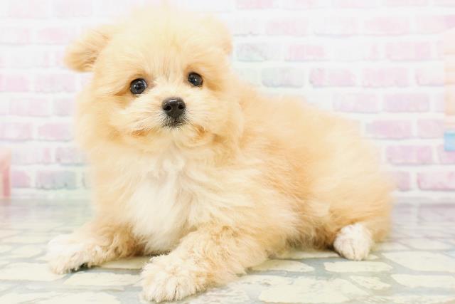 東京都のハーフ犬・ミックス犬 (Coo&RIKU中野サンモール店/2026年6月15日生まれ/女の子/アプリコット)の子犬の2枚目の画像