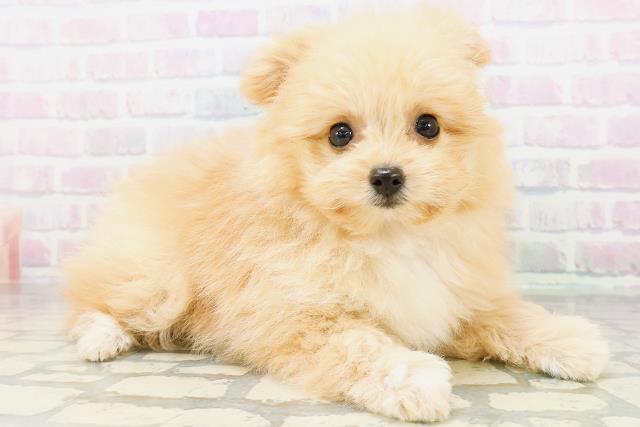 東京都のハーフ犬・ミックス犬 (Coo&RIKU中野サンモール店/2026年6月15日生まれ/女の子/アプリコット)の子犬の3枚目の画像