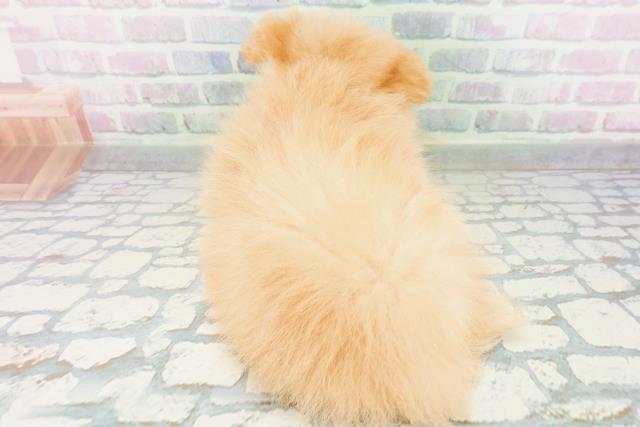 東京都のハーフ犬・ミックス犬 (Coo&RIKU中野サンモール店/2026年6月15日生まれ/女の子/アプリコット)の子犬の4枚目の画像