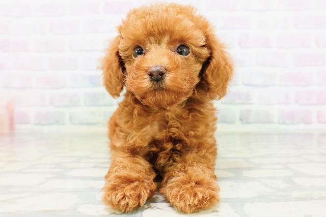 栃木県のトイプードル(トイ) (Coo&RIKUFKDインターパーク店/2026年6月17日生まれ/男の子/レッド)の子犬の1枚目の画像