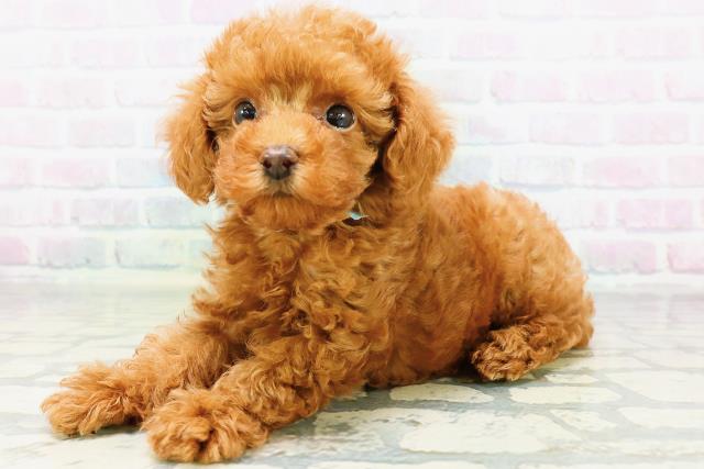 栃木県のトイプードル(トイ) (Coo&RIKUFKDインターパーク店/2026年6月17日生まれ/男の子/レッド)の子犬の2枚目の画像