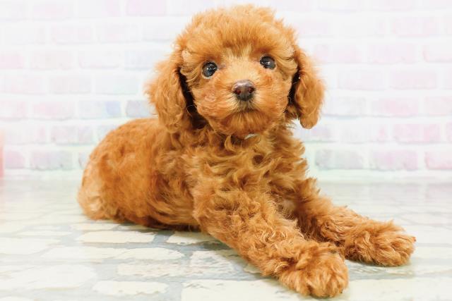 栃木県のトイプードル(トイ) (Coo&RIKUFKDインターパーク店/2026年6月17日生まれ/男の子/レッド)の子犬の3枚目の画像