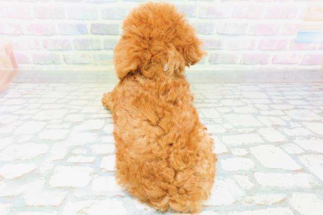 栃木県のトイプードル(トイ) (Coo&RIKUFKDインターパーク店/2026年6月17日生まれ/男の子/レッド)の子犬の4枚目の画像