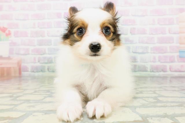 パピヨン
