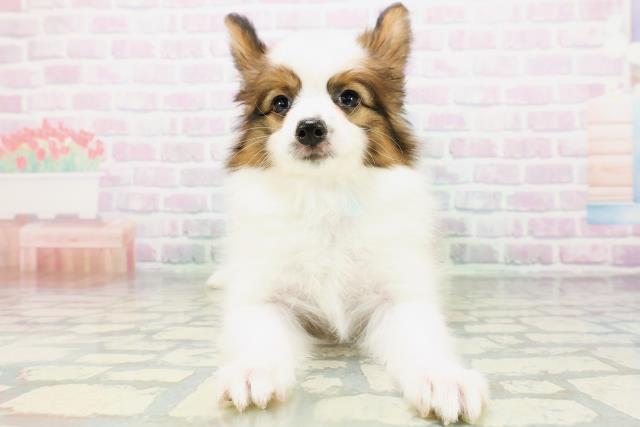 群馬県のパピヨン (Coo&RIKU高崎店/2026年6月17日生まれ/男の子/ホワイトブラウン)の子犬の1枚目の画像