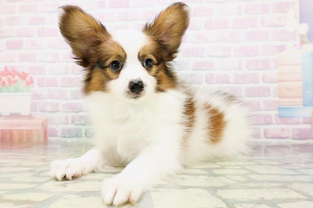 群馬県のパピヨン (Coo&RIKU高崎店/2026年6月17日生まれ/男の子/ホワイトブラウン)の子犬の2枚目の画像