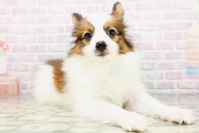 群馬県のパピヨン (Coo&RIKU高崎店/2026年6月17日生まれ/男の子/ホワイトブラウン)の子犬の3枚目の画像