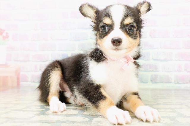 栃木県のチワワ(ロング) (Coo&RIKU小山店/2026年6月17日生まれ/女の子/ブラックホワイトタン)の子犬の3枚目の画像