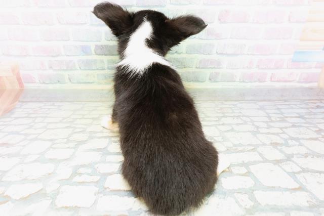栃木県のチワワ(ロング) (Coo&RIKU小山店/2026年6月17日生まれ/女の子/ブラックホワイトタン)の子犬の4枚目の画像