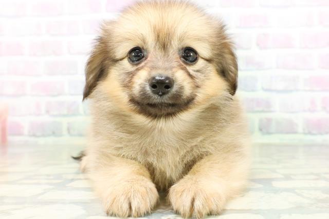 東京都のハーフ犬・ミックス犬 (Coo&RIKU赤坂店/2026年6月18日生まれ/女の子/セーブル)の子犬の1枚目の画像