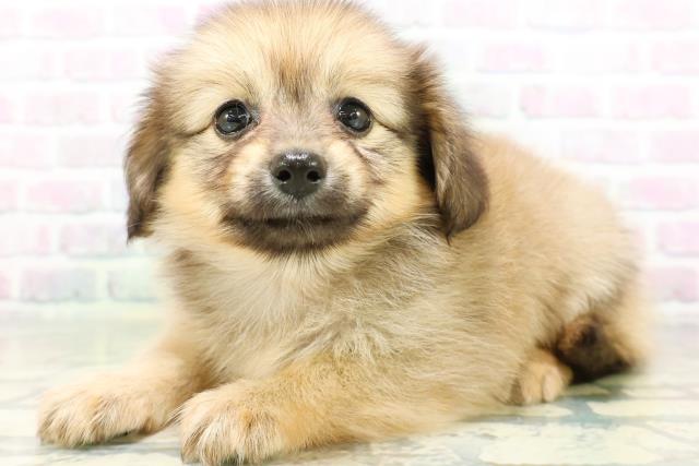 東京都のハーフ犬・ミックス犬 (Coo&RIKU赤坂店/2026年6月18日生まれ/女の子/セーブル)の子犬の2枚目の画像
