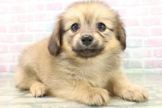 東京都のハーフ犬・ミックス犬 (Coo&RIKU赤坂店/2026年6月18日生まれ/女の子/セーブル)の子犬の3枚目の画像