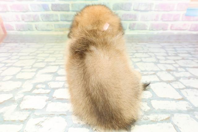東京都のハーフ犬・ミックス犬 (Coo&RIKU赤坂店/2026年6月18日生まれ/女の子/セーブル)の子犬の4枚目の画像