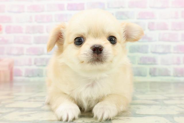 栃木県のチワワ(ロング) (Coo&RIKUFKDインターパーク店/2026年6月18日生まれ/男の子/クリーム)の子犬の1枚目の画像