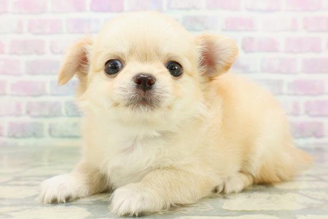 栃木県のチワワ(ロング) (Coo&RIKUFKDインターパーク店/2026年6月18日生まれ/男の子/クリーム)の子犬の2枚目の画像