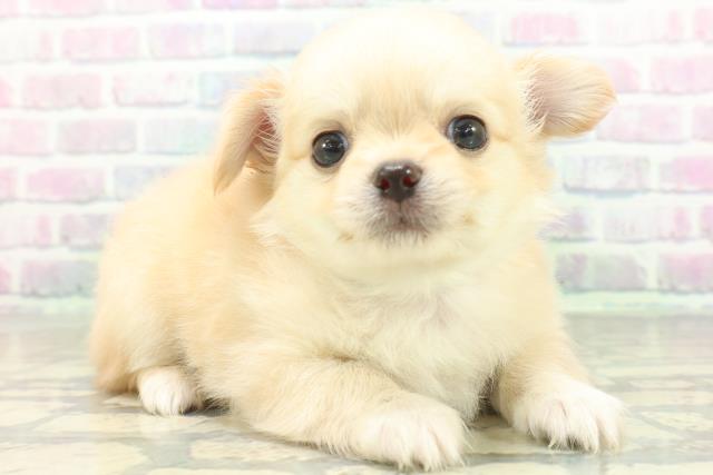 栃木県のチワワ(ロング) (Coo&RIKUFKDインターパーク店/2026年6月18日生まれ/男の子/クリーム)の子犬の3枚目の画像