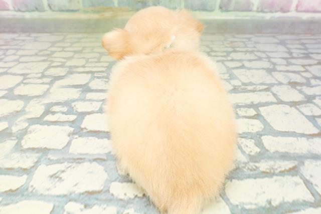 栃木県のチワワ(ロング) (Coo&RIKUFKDインターパーク店/2026年6月18日生まれ/男の子/クリーム)の子犬の4枚目の画像