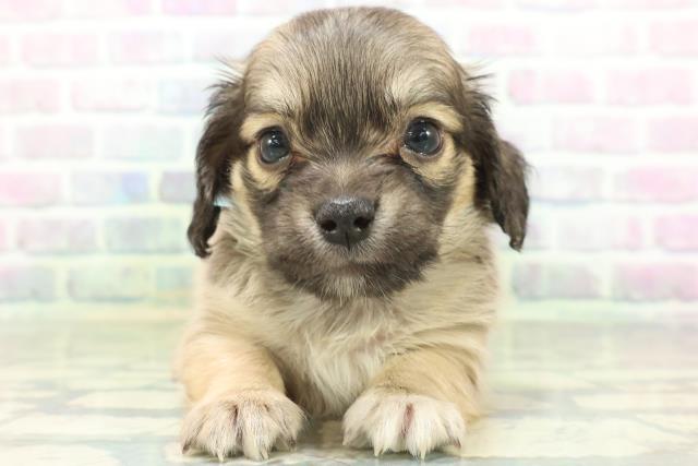 東京都のハーフ犬・ミックス犬 (Coo&RIKU大久保店/2026年6月15日生まれ/男の子/レッド)の子犬の1枚目の画像