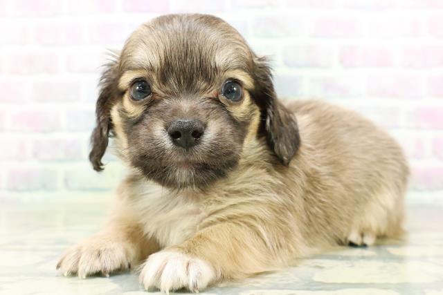 東京都のハーフ犬・ミックス犬 (Coo&RIKU大久保店/2026年6月15日生まれ/男の子/レッド)の子犬の2枚目の画像