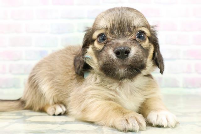 東京都のハーフ犬・ミックス犬 (Coo&RIKU大久保店/2026年6月15日生まれ/男の子/レッド)の子犬の3枚目の画像