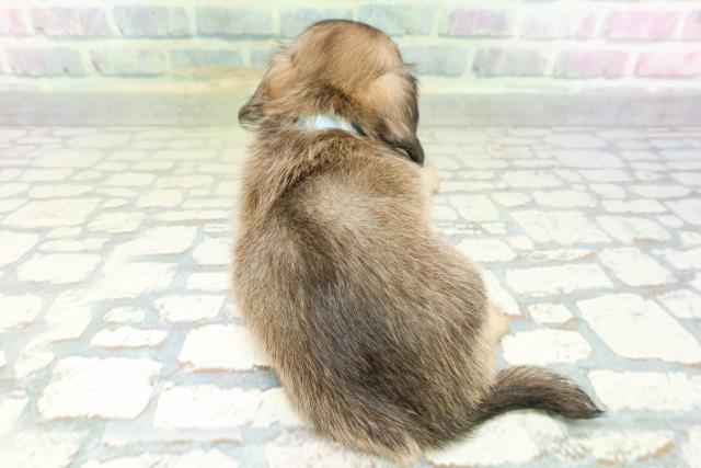 東京都のハーフ犬・ミックス犬 (Coo&RIKU大久保店/2026年6月15日生まれ/男の子/レッド)の子犬の4枚目の画像