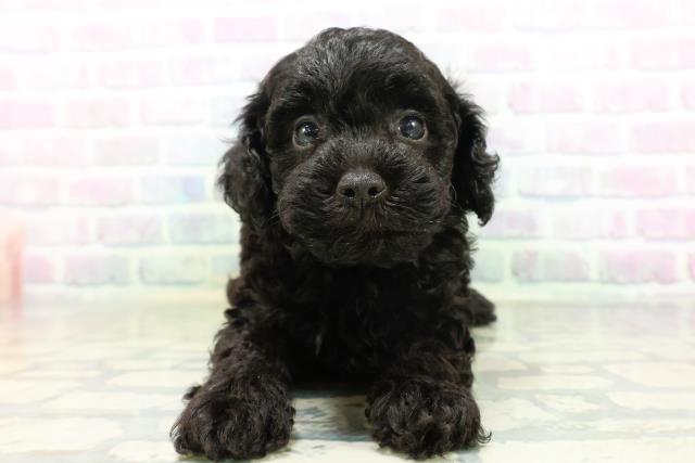 東京都のトイプードル(トイ) (Coo&RIKU赤坂店/2026年6月18日生まれ/男の子/ブラック)の子犬の1枚目の画像