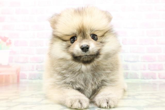 東京都のポメラニアン (Coo&RIKU大久保店/2026年6月16日生まれ/女の子/ウルフセーブル)の子犬の1枚目の画像