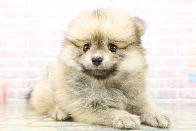 東京都のポメラニアン (Coo&RIKU大久保店/2026年6月16日生まれ/女の子/ウルフセーブル)の子犬の3枚目の画像