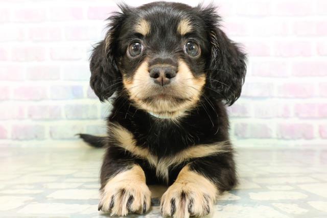 東京都のハーフ犬・ミックス犬 (Coo&RIKU新宿三丁目店/2026年6月16日生まれ/男の子/ブラックタン)の子犬の1枚目の画像