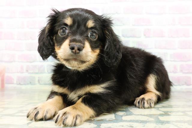 東京都のハーフ犬・ミックス犬 (Coo&RIKU新宿三丁目店/2026年6月16日生まれ/男の子/ブラックタン)の子犬の2枚目の画像
