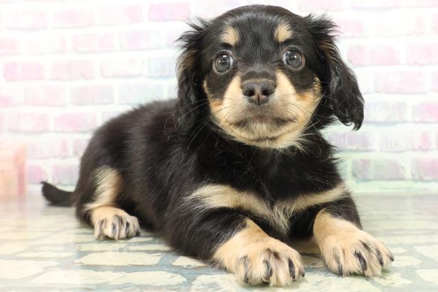 東京都のハーフ犬・ミックス犬 (Coo&RIKU新宿三丁目店/2026年6月16日生まれ/男の子/ブラックタン)の子犬の3枚目の画像